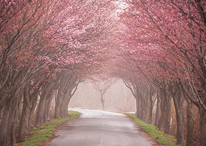 4月 岩木帖